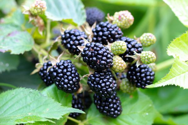 Blackberry Bush Removal in Mcallen