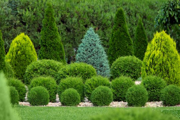 Cost of Bush Shaping Service in Mcallen