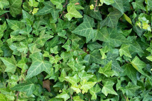 Cost of English Ivy Removal in Mcallen
