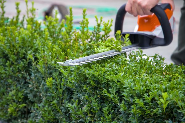 Cost of Hedge Pruning in Mcallen