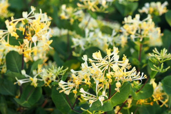 Cost of Honeysuckle Removal in Mcallen