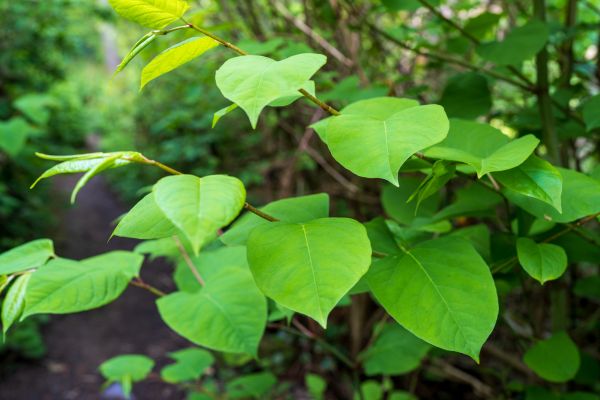 Cost of Invasive Plant Removal in Mcallen