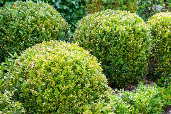 Cost of Landscape Trimming Service in Mcallen