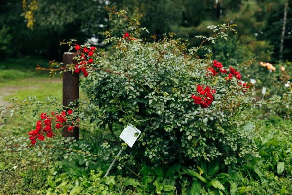 Cost of Rose Bush Removal in Mcallen