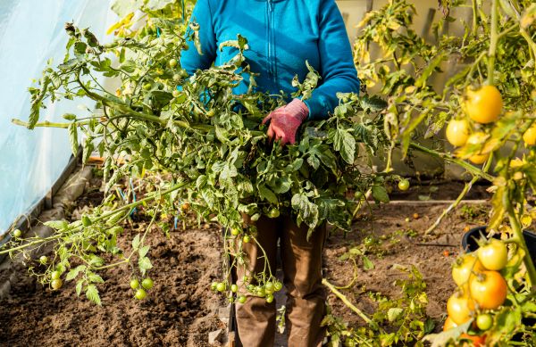 Cost of Garden Plant Removal in Mcallen