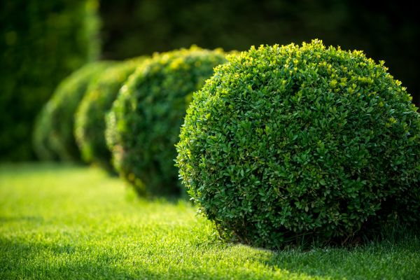 Cost of Bush Pruning in Mcallen