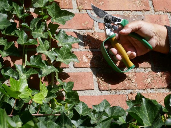 Cost of Ivy Removal Service in Mcallen