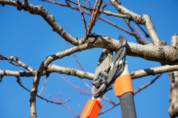 Cost of Selective Pruning in Mcallen