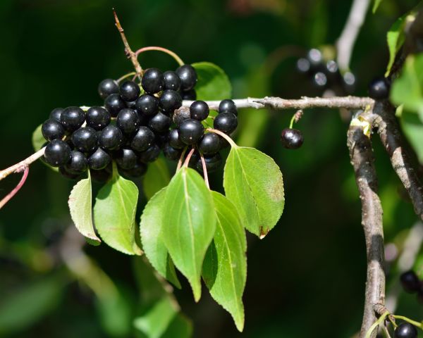 Cost of Buckthorn Removal in Mcallen