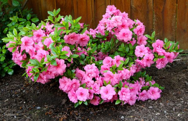 Cost of Azaleas Removal in Mcallen