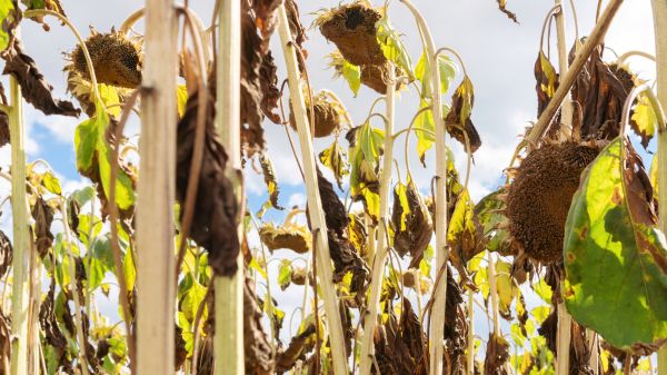 Cost of Dead Plant Removal in Mcallen