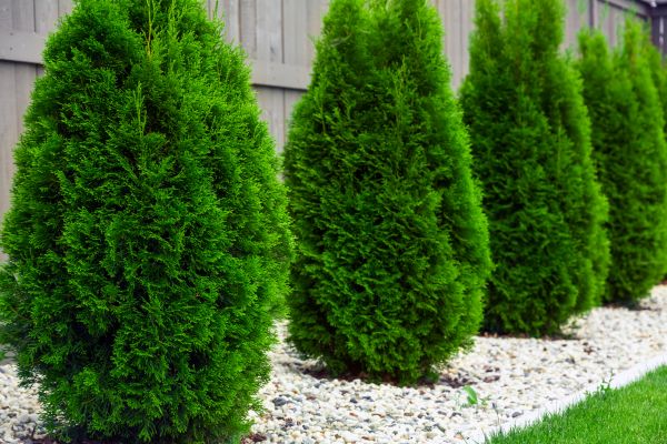 Cost of Arborvitae Pruning in Mcallen