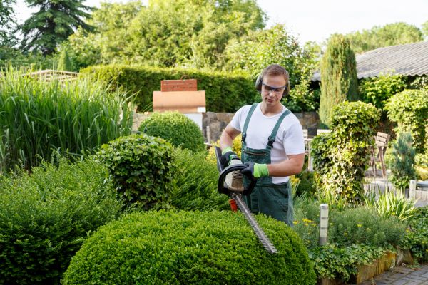 Cost of Shrubs Trimming in Mcallen