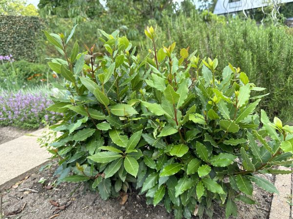 Cost of Laurel Hedge Removal in Mcallen