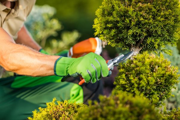 Cost of Landscape Pruning Service in Mcallen