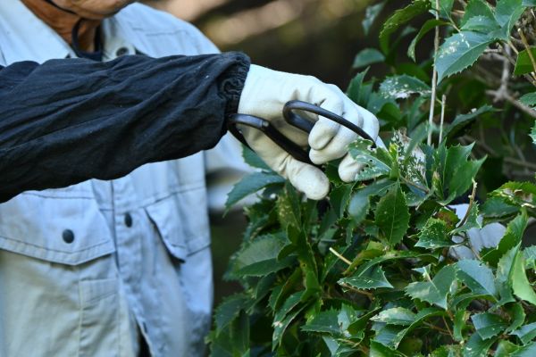 Holly Pruning in Mcallen
