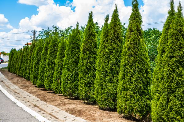 Cost of Arborvitae Shearing in Mcallen