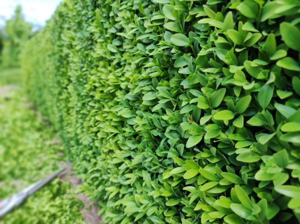 Cost of Boxwood Pruning in Mcallen