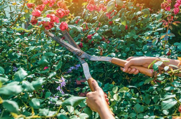 Cost of Knockout Roses Pruning in Mcallen