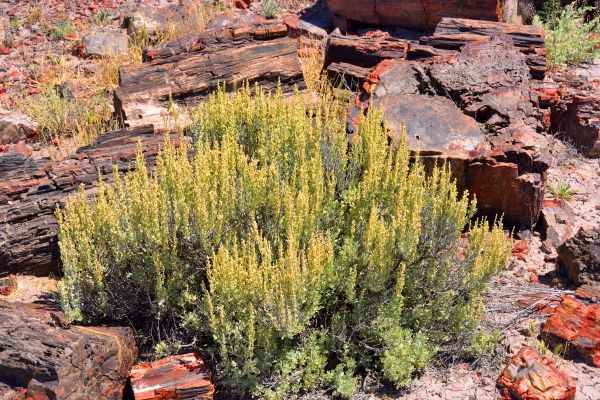 Cost of Sagebrush Removal in Mcallen