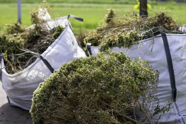 Cost of Dead Shrub Removal in Mcallen