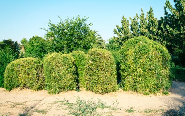 Cost of Bamboo Hedge Removal in Mcallen