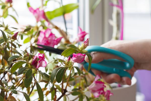 Cost of Azalea Pruning in Mcallen