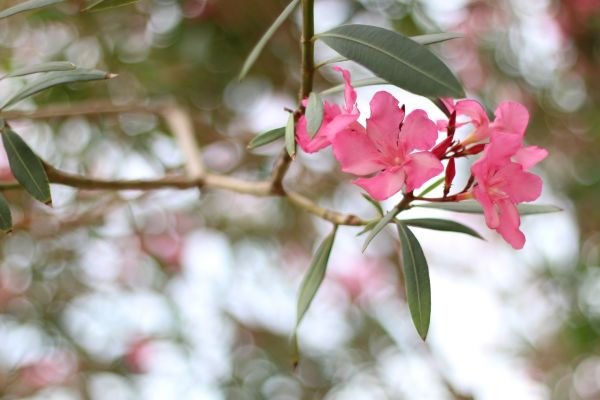 Cost of Oleander Removal in Mcallen