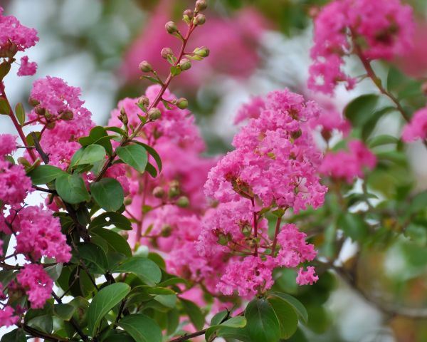 Cost of Crepe Myrtle Removal in Mcallen