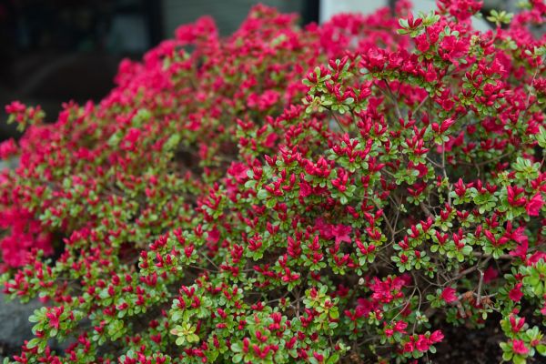 Cost of Weigela Removal Service in Mcallen