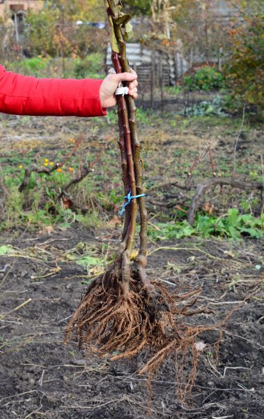 Cost of Shrub Root Removal in Mcallen