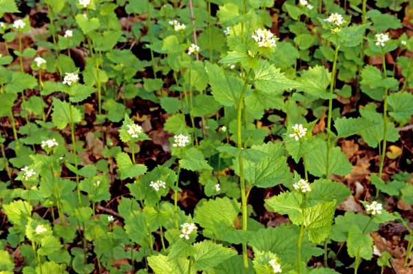 Cost of Garlic Mustard Removal in Mcallen