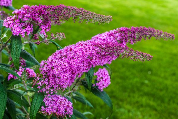Cost of Butterfly Bush Removal in Mcallen