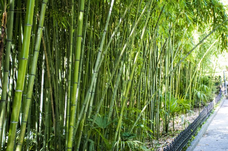 Bamboo Trimming