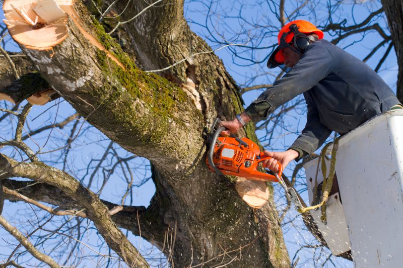 Holly Tree Removal